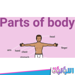 قائمة أعضاء جسم الإنسان بالتفصيل